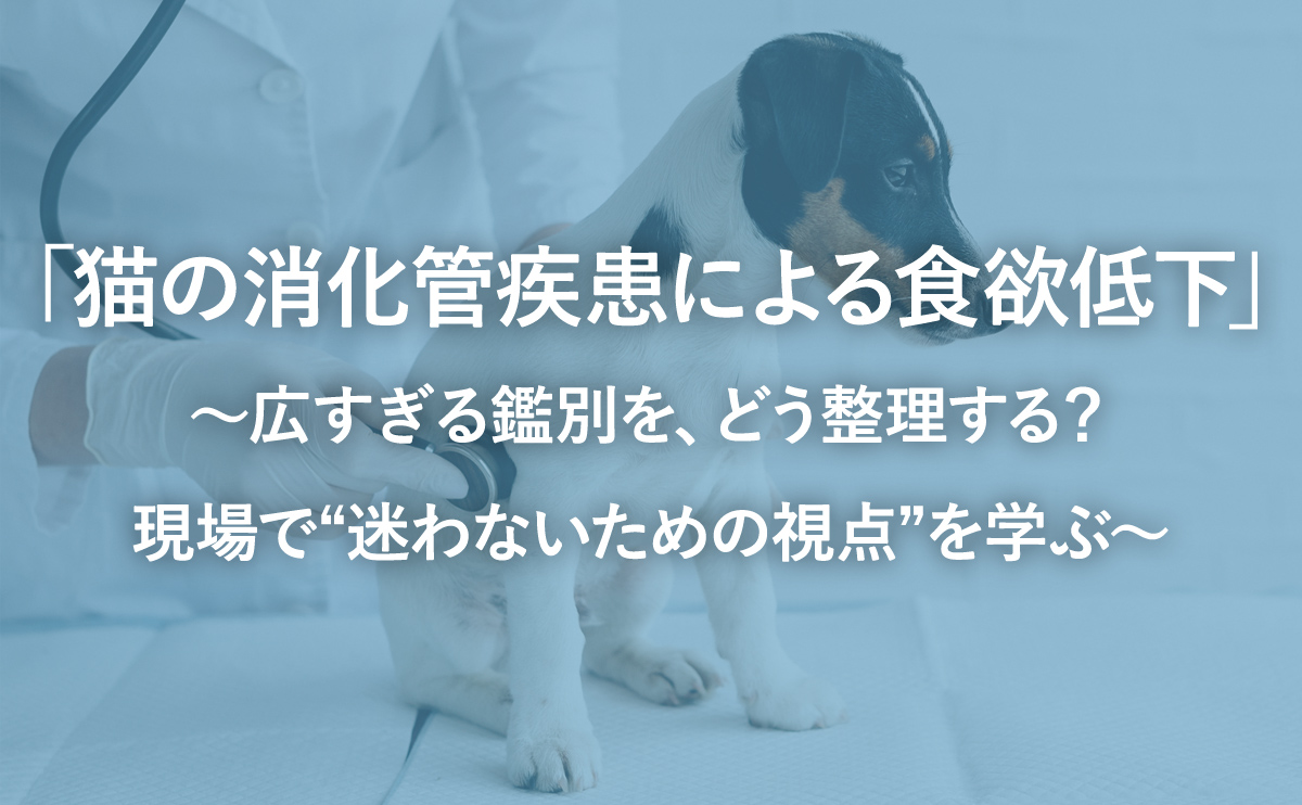 「猫の消化管疾患による食欲低下」～広すぎる鑑別を、どう整理する？現場で“迷わないための視点”を学ぶ～